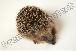 Hedgehog - Erinaceus europaeus  0063